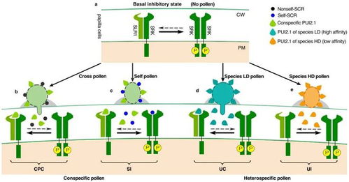 河南大學青年教師以第一作者身份在 nature 旗下期刊發表研究成果